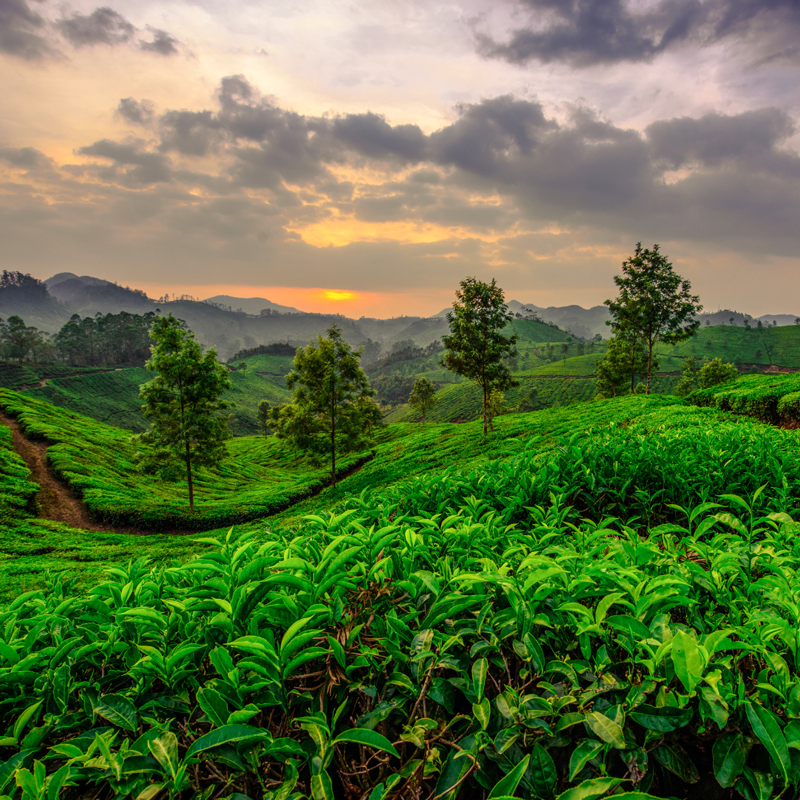 Tips for your Trip to Munnar