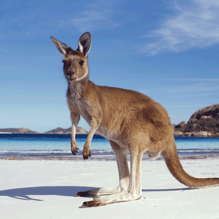 australia tour packages from bangalore